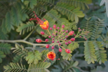 Caesalpinia pulcherrima is a species of flowering plant commonly known as Peacock flower, Pride of...