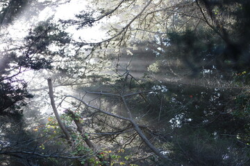 Scenes from San Francisco