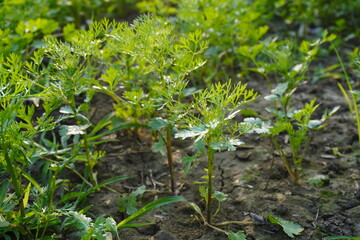 The coriander plant with its green leaves in close up view with a blurry background