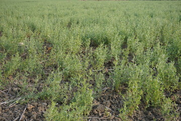 Lentil plants have been planted in the vegetable bed in rows, a green meadow