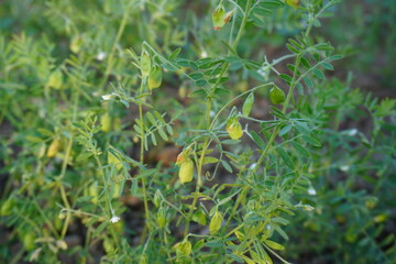 Lentils on the lentil plant in close up with a blurry greenery background