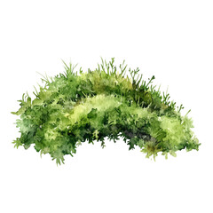 A watercolor vector of moss, isolated on a white background. Moss vector.
