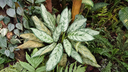 Obraz premium Variegated leaves in a lush greenhouse