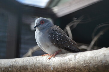 Exotic Pigeon Monkey Haven Isle of Wight