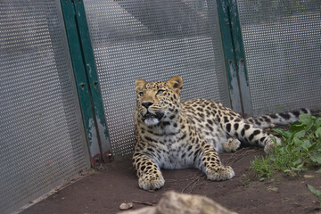 Resting leopard in a zoo enclosure.