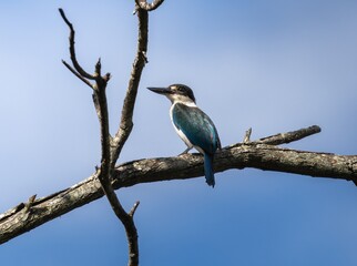 Obraz premium A Torresian Kingfisher perched on a branch