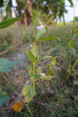 Fototapeta premium Barleria volkensii Lindau plant with its tiny flower has been found in the bush beside the field, close up view with a blurry nature background