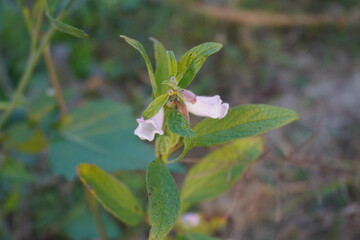 Sesamum radiatum flower in close up with its leaves with a blurry background