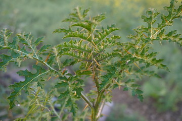 Solanum sisymbriifolium, a type of nightshade plant with its thorny leaves and thorn on its stalks