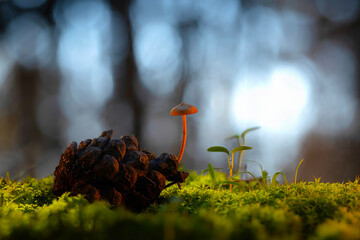 Mushrooms are the cute and interesting creatures of nature. Nature background. 