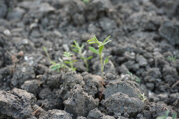 Tiny lentils plants sprouted from the seeds in close up with blurry background