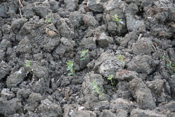 The lentil plants are sprouted in the plowed field separately