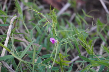 Tiny pink lentil flower on its plant with a blurry background