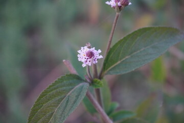 Lippia alba flower with its leaves with a blurry background