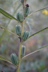 Sesame seeds close up on its plant with a blurry background