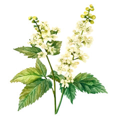 A watercolor vector of meadowsweet, isolated on a white background. Meadowsweet vector.
