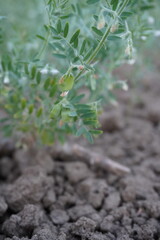 Lentils in close up on its plant with a blurry background