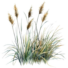 A watercolor drawing of marsh grass, isolated on a white background. Marsh grass vector.
