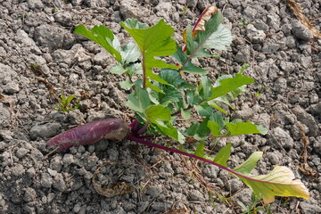 Radish has come out from the soil with its long green leaves