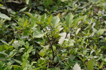 Fototapeta premium Black nightshade plant has been found in the weeds with its tiny white flowers