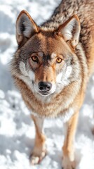 Fototapeta premium Wolves in soft sunlight winter forest wildlife natural habitat close-up majestic creatures