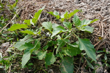 Black nightshade plant with its tiny white flowers found beside the field