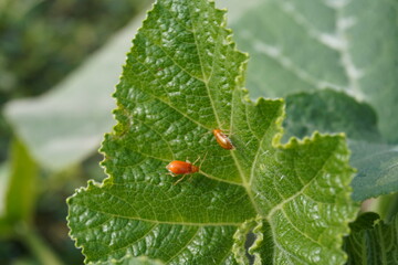 Aulacophora femoralis known as pumpkin beetles are sitting on the pumpkin leaf