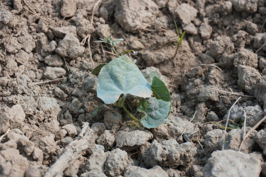The baby pointed gourd plant close up view on the ground