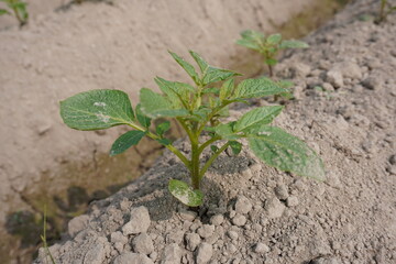 Potato plant close up view on the ground with a blurry background