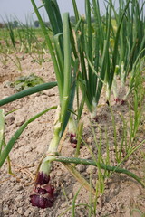 Obraz premium The red onions with onion plants on the agricultural field, close up view with a blurry background