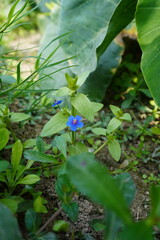 Lysimachia foemina known as blue pimpernel flower on its plant close up with greenery background