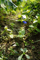 Blue pimpernel plant has been grown on the ground with its blue flower
