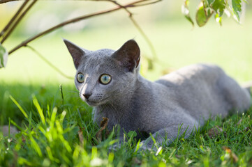 Russisch Blau Katze genießt die Gartenzeit