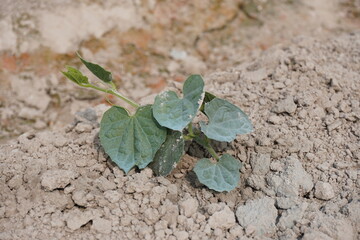 The pointed gourd plant is spreading its stem, close up view with a blurry background