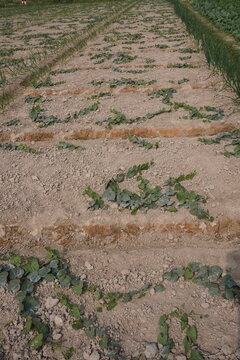 The pointed gourd plants are crawling over the field