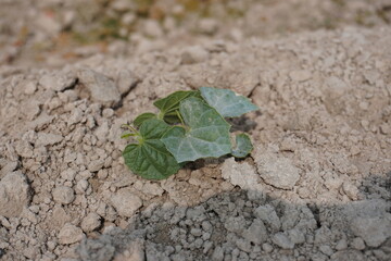 Baby pointed gourd plant has been planted in the agricultural field, close up view with a blurry background