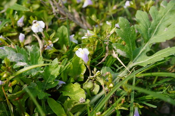 The mazus plants inside the bush with its tiny white flowers in close up with a blurry background