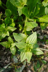 Blue pimpernel plant with its leaves and tiny flower bud in close up with a blurry background