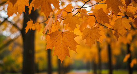 Golden orange fall leaves gently cover the ground in a serene park, creating a vibrant and natural autumn scene. The warm hues of the season fill the atmosphere