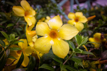 Yellow allamanda flower, Allamanda cathartica in garden