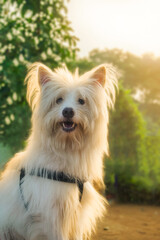 Lhasa apso dog in a dog park