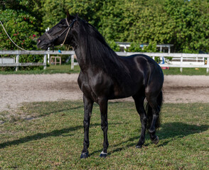 Obraz premium Caballo de raza