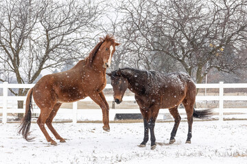 A horse rearing and playing with another horse on a snowy day in the winter. 