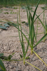 Garlic plants have been planted in the vegetable bed