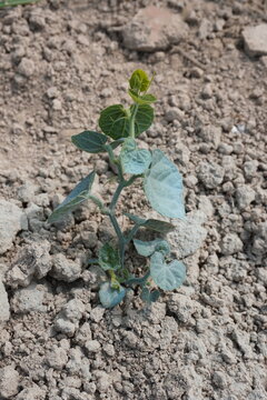 The young pointed gourd plant has been grown up on the agricultural field
