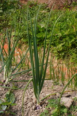 Garlic plant with its long green leaves in close up with nature background