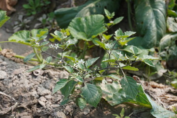 Black nightshade plant with its tiny white flowers and leaves in close up