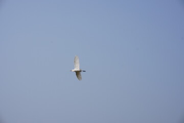 The white egret is flying over the agricultural field with clear blue sky background