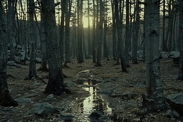 Fototapeta premium A forest with a stream running through it