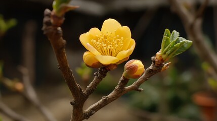 Stunning Yellow Flower Blossom on Branch Close Up
